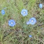 Linum perenneBlüte