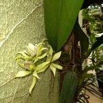 Prosthechea aemula Blomma