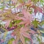 Acer palmatumFolio