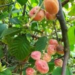 Alchornea cordifolia Fruit