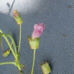 Anisantherina hispidula Flower