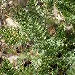 Achillea odorata 葉