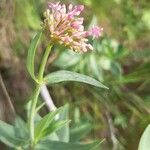 Valeriana angustifoliaFlower