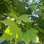 Platanus occidentalisLeht