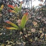 Rhododendron periclymenoides Leaf