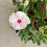 Catharanthus coriaceus 花