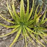 Dyckia encholirioides Fulla