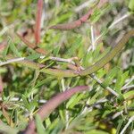Periploca angustifolia Annet
