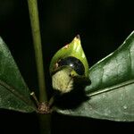 Faramea guianensis Плод