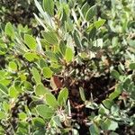 Arctostaphylos columbiana ᱥᱟᱠᱟᱢ