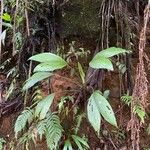 Asplundia insignis Hoja