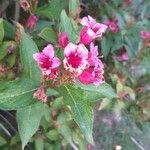 Weigela floridaफूल