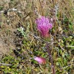 Cirsium andersonii Flor