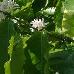 Coffea arabica Flower
