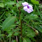 Impatiens flaccida Folha