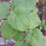 Vitis rotundifolia Blad