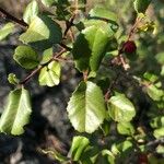 Rhamnus crocea Ліст