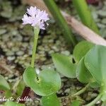 Pontederia rotundifolia Кветка