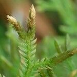 Selaginella concinna Fruto