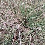 Juncus inflexus Folha