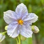 Solanum wendlandii फूल