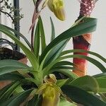 Phragmipedium longifolium برگ