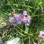 Astragalus danicus Habitus