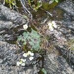 Saxifraga caesia Libunga