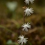 Ainsliaea aptera Blüte