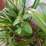 Ageratum conyzoides Лист