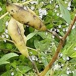 Baptisia australis Fruit