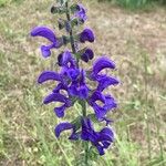 Salvia pratensis Flower