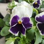 Viola × wittrockiana Кветка