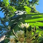 Duabanga grandiflora Blomma