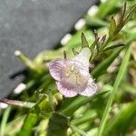 Agalinis communis Flower