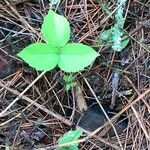 Toxicodendron rydbergii Leaf