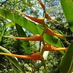 Heliconia latispatha Flor