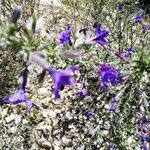 Lithodora fruticosaHoja