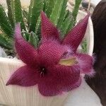 Stapelia hirsutaΛουλούδι