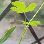 Tropaeolum peregrinum Blatt