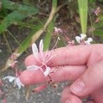 Oenothera lindheimeri Kwiat