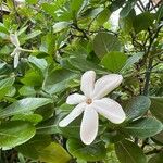 Gardenia taitensis ᱵᱟᱦᱟ