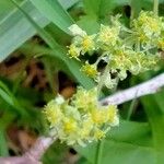 Alchemilla saxatilis Žiedas