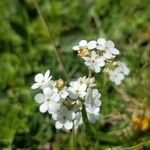 Androsace obtusifolia Blüte