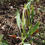 Fritillaria graeca Хабит