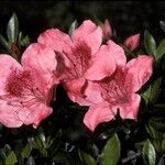 Rhododendron japonicum Blomst