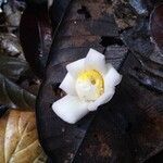 Eschweilera congestiflora Квітка