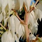 Yucca filamentosa Fleur