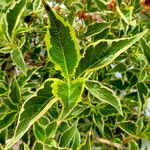 Weigela florida Leaf