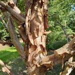 Corylus fargesii 樹皮